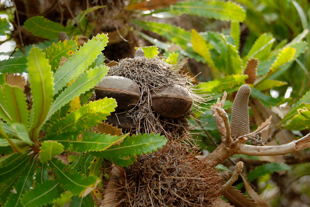 banksia man