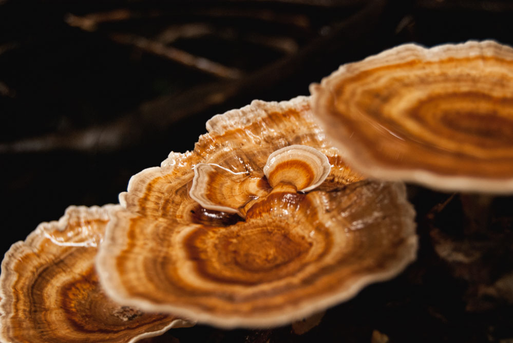 buderim fungi