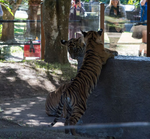 Study Sunshine Coast_ Australia Zoo-12