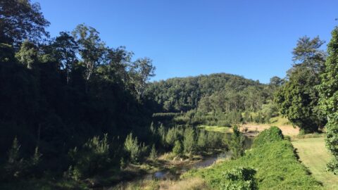 Imbil State Forest – Little Yabba Park Fig Tree Walk