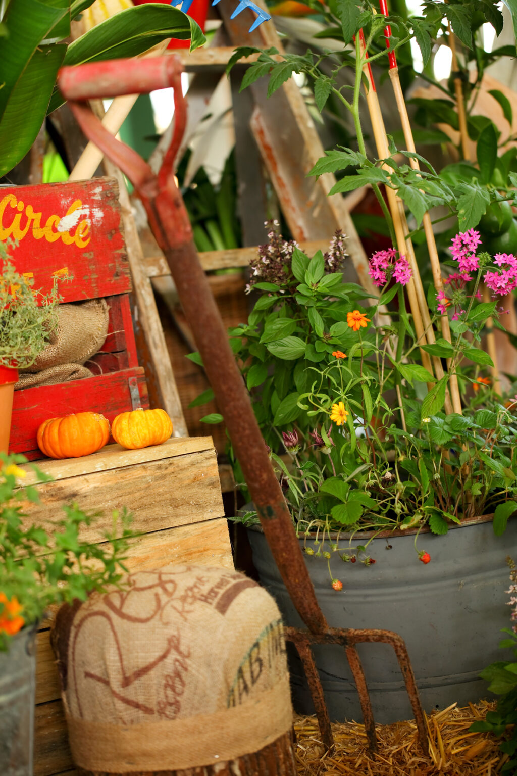 The Ginger Flower and Food Festival Study Sunshine Coast