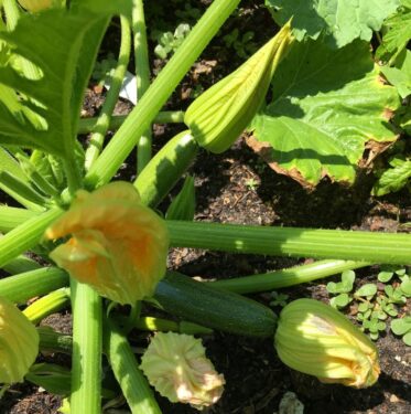Sunshine Coast Community Garden
